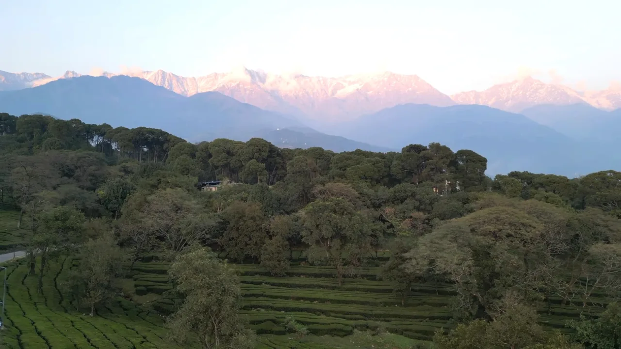 Tea gardens below the pink-lit Dhauladhar range in Dharamshala